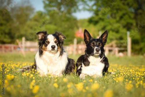 Dogs are lying in the grass in the flowers. She is so happy dog on trip.