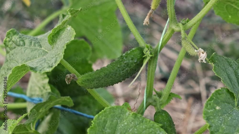 A small cucumber grows on a farm A small cucumber grows on a farm