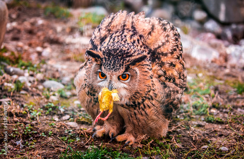 A wild owl caught a chicken, prey on the hunt. The look of an owl, the observation of a night hunter, the wisdom of a predator.