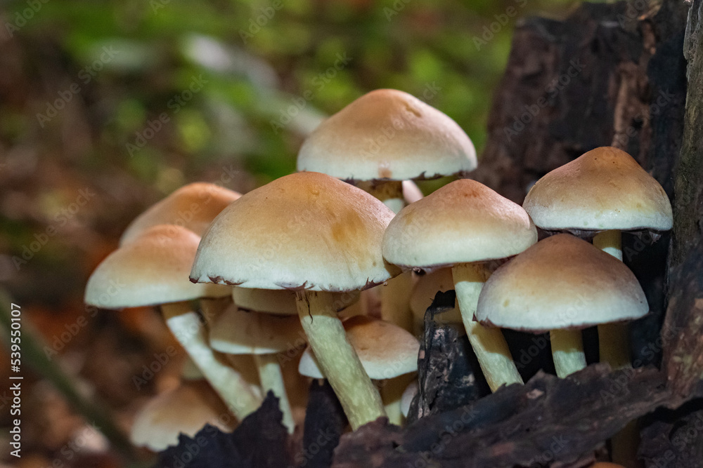 A clump of Sulphur Tuft Fungi on a rotting stump A clump of Sulphur Tuft Fungi on a rotting stump