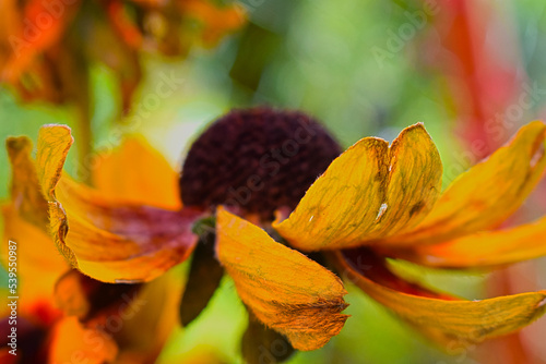 Rudbekia
