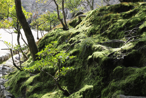 moss on the tree