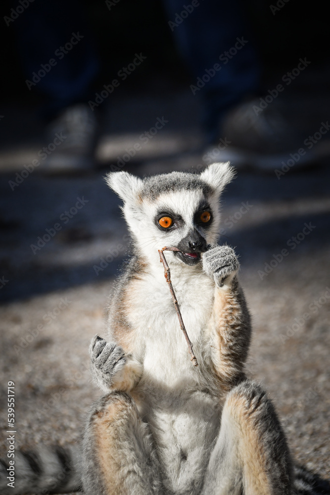 Fototapeta premium Lemur Kata is eating some grass whitch he found on the floor.