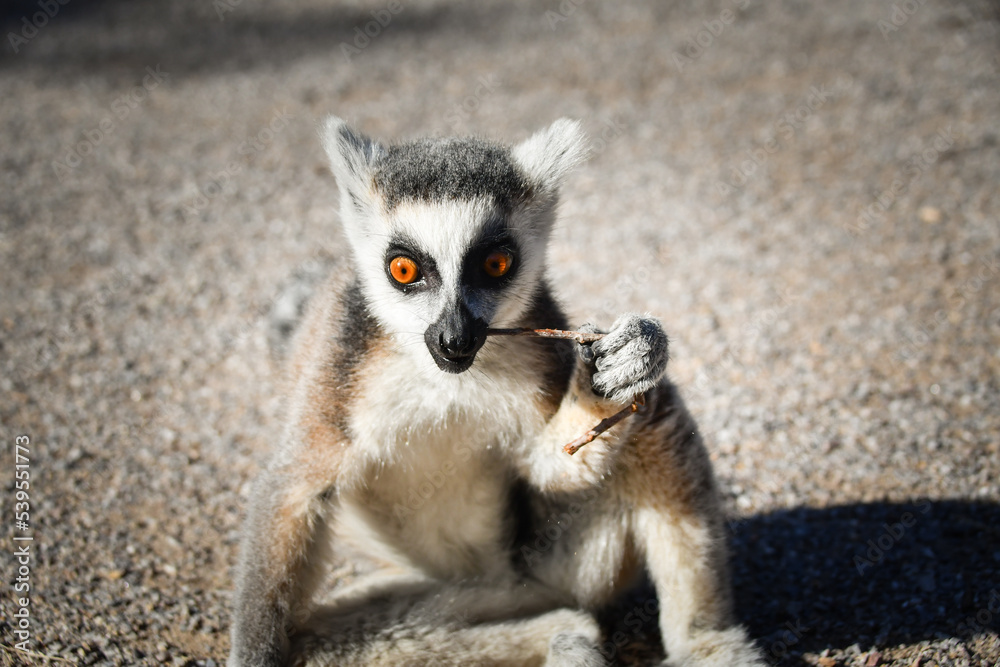 Obraz premium Lemur Kata is eating some grass whitch he found on the floor.