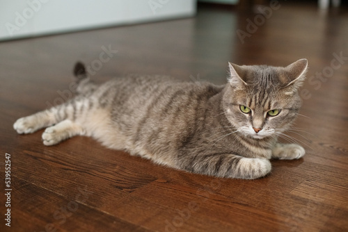 Beautiful cat lying on floor. Concept of pets.