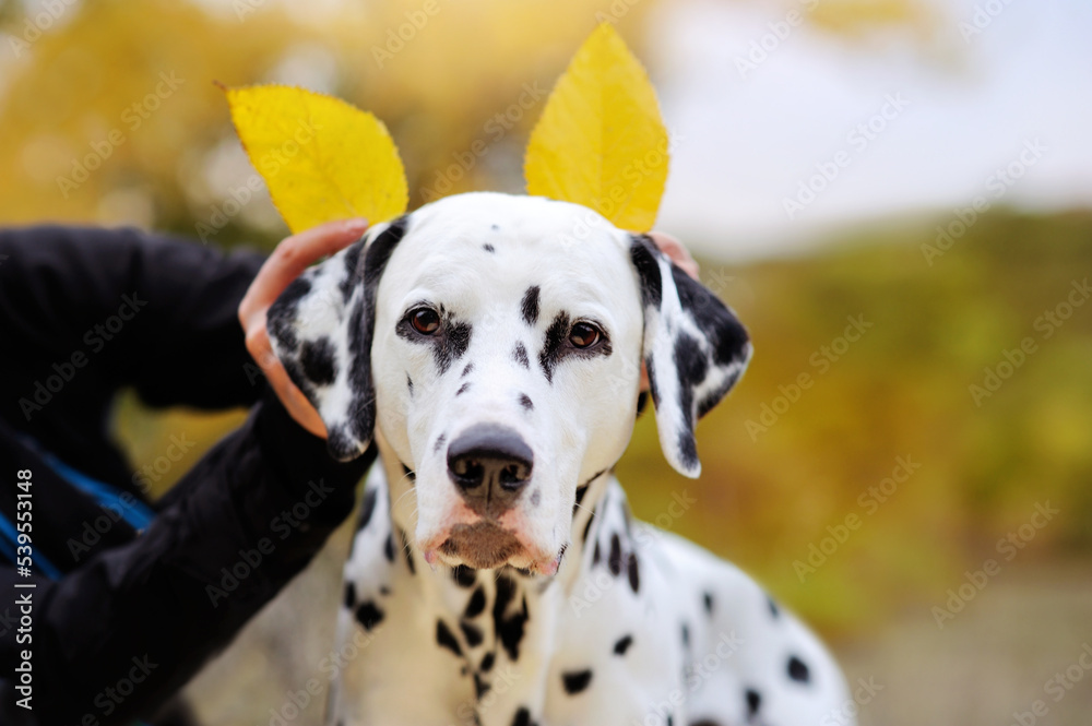 Close-up of dalmatian dog with yellow leaths as ears