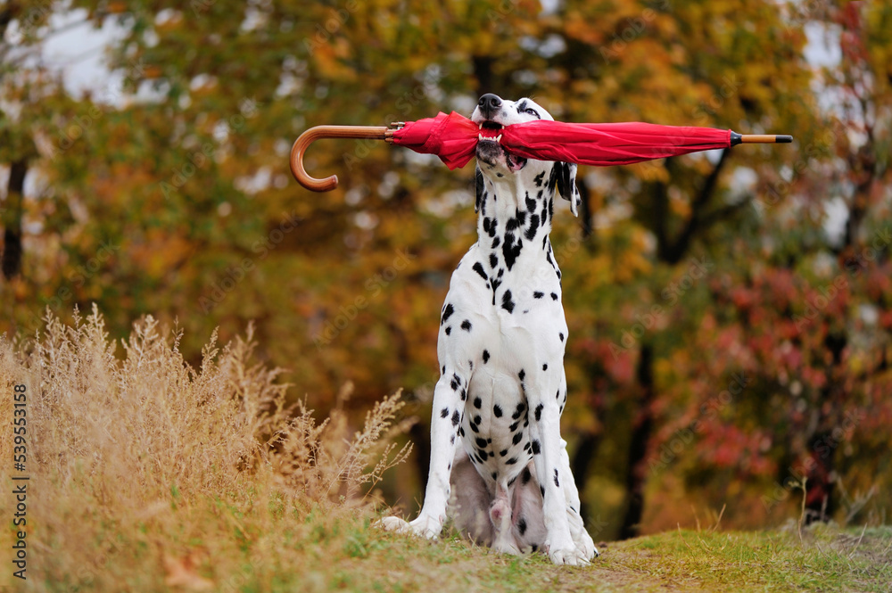 Dalmatian dog holding red umbrella in teeth Dalmatian dog holding red umbrella in teeth