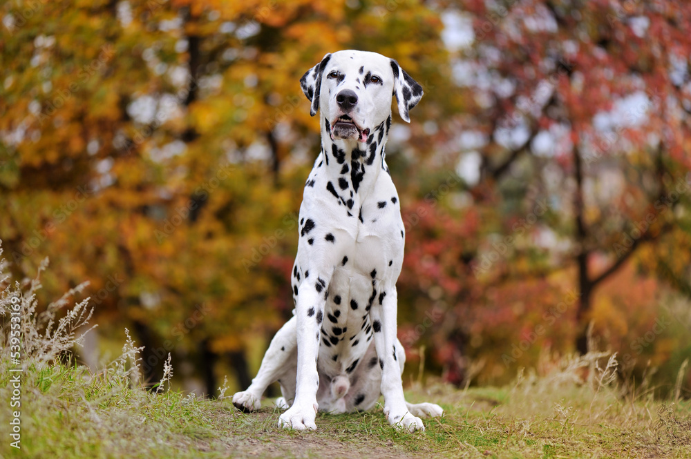 Dalmatian dog sitting in the autumn forest