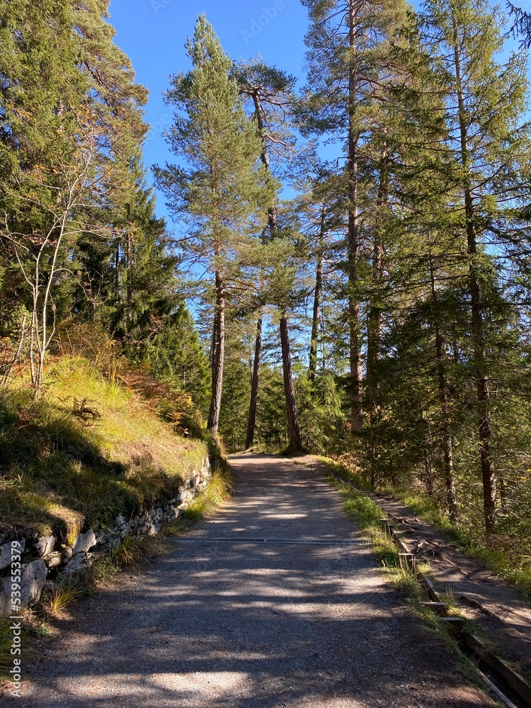 Fototapeta premium Forest