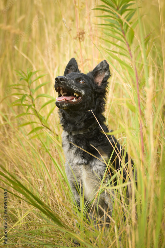 Portrait of dog puppy mudi. She is so nice dog. Portrait of dog puppy mudi. She is so nice dog.