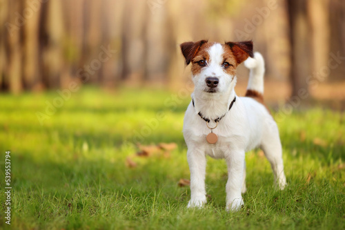 Jack Russell terrier standing at the green lawn