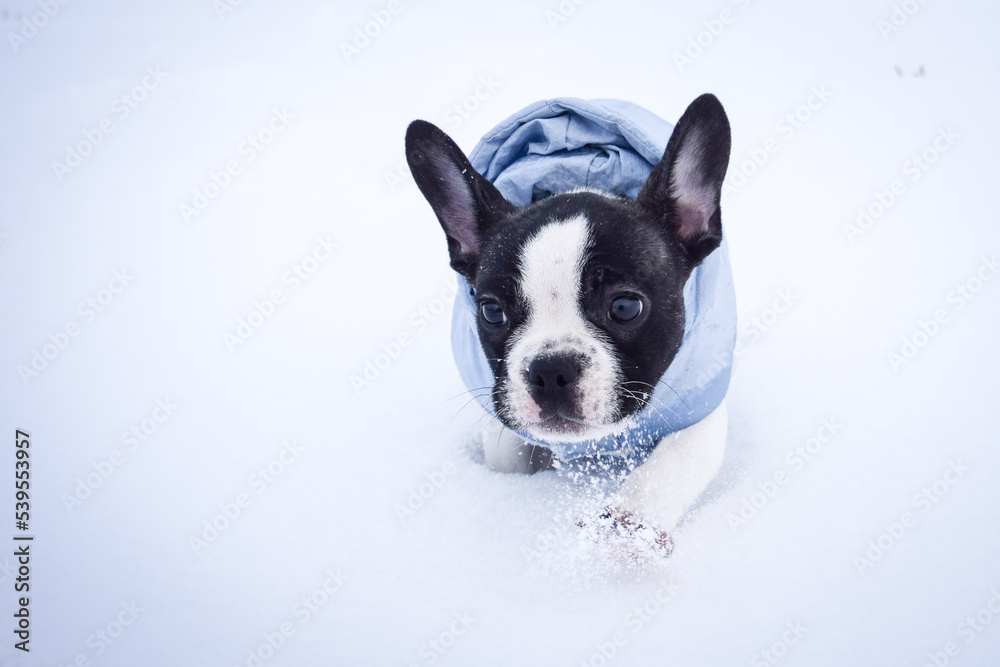 French buldog is running in the snow. He is so fluffy dog. French buldog is running in the snow. He is so fluffy dog.