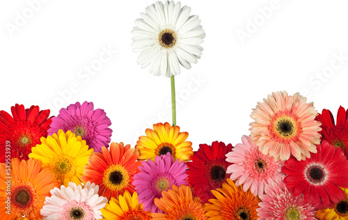 Gerbera Daisies with White Daisy Standing Out