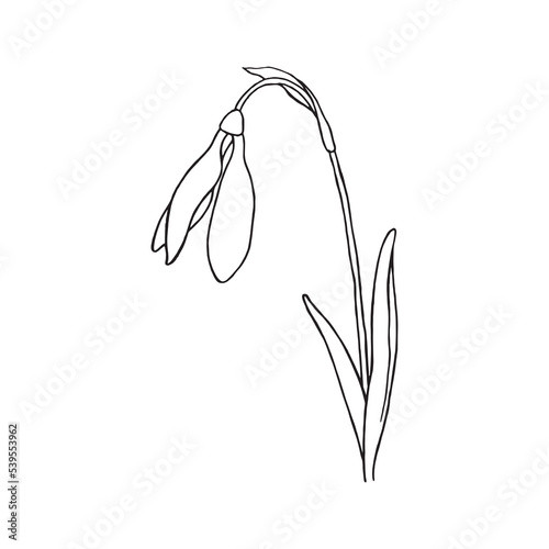 Snowdrop. Doodle illustration of spring flower. Vector illustration.