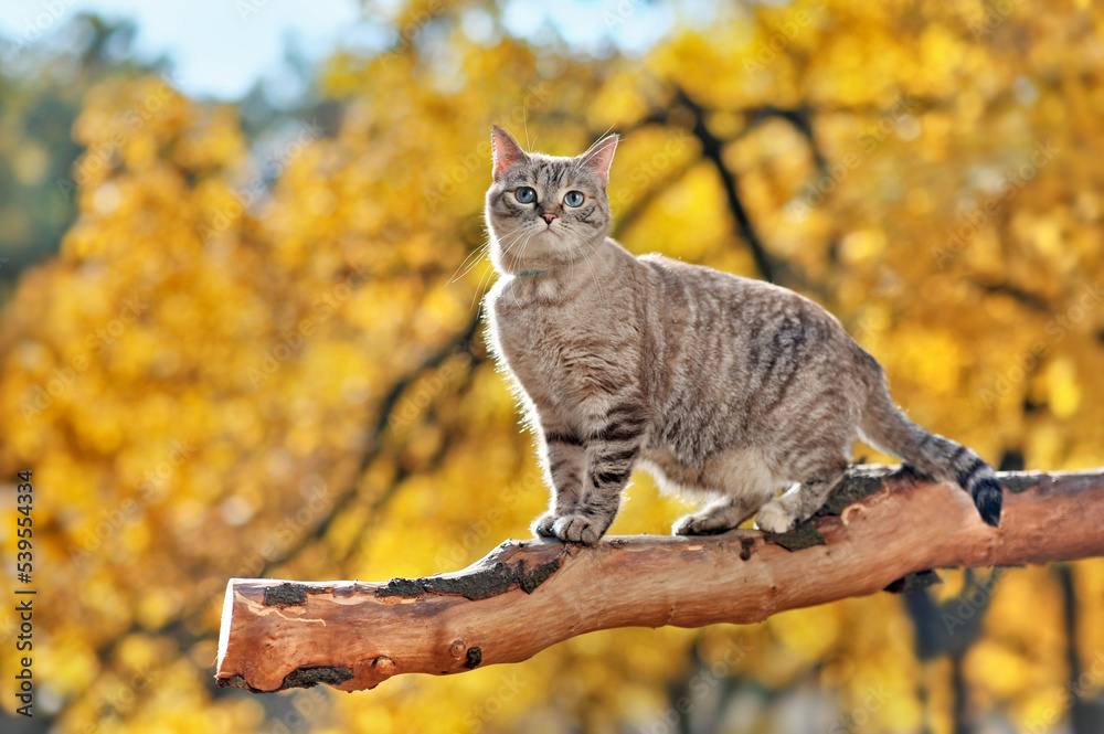 Fototapeta premium Ful llength side view picture of the cat standing on the tree branch