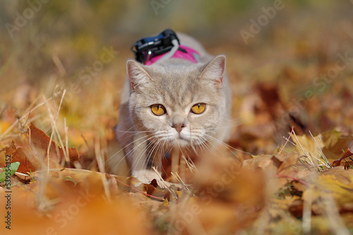 Portrait of a cat walking in the autumn forest