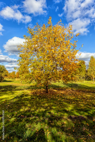 Lonely tree with yellow leaves and shadow in the park