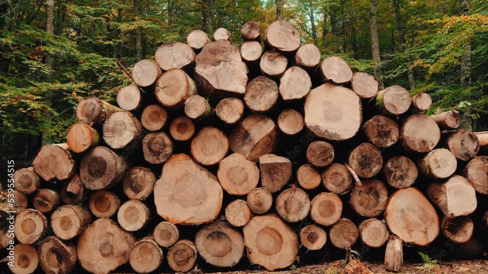 Wooden Logs Stacked In The Woods Wooden Logs Stacked In The Woods