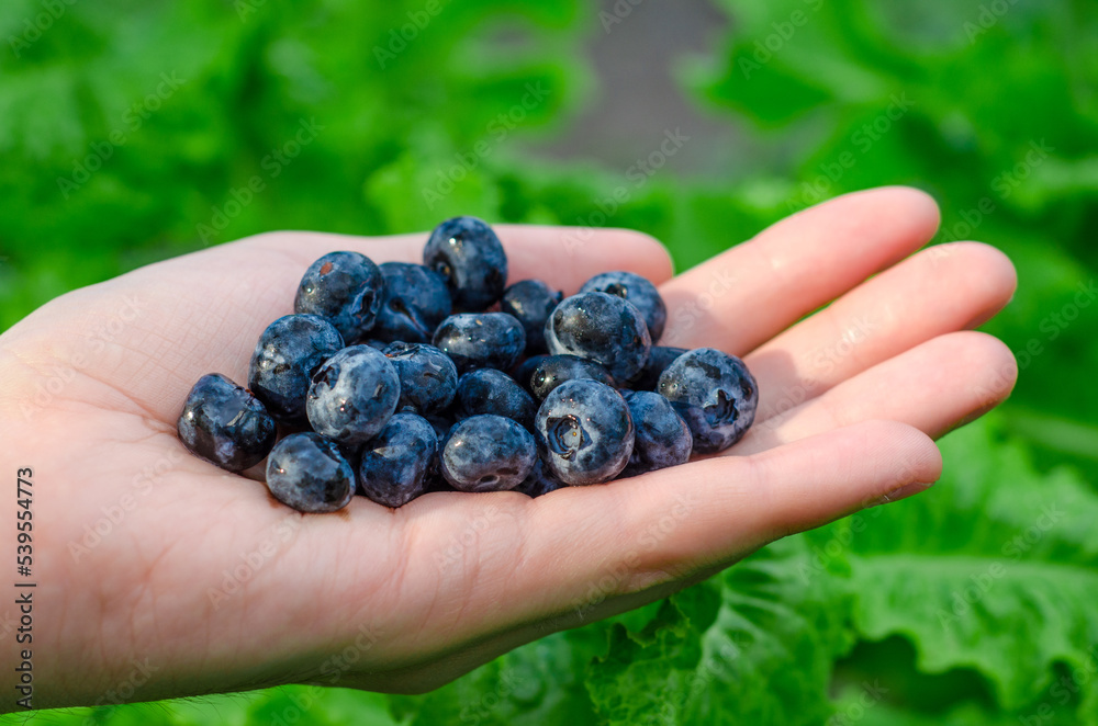 Fresh blueberry berries lie in an open male palm on a green background. The topic of healthy, ecological, vegan food Fresh blueberry berries lie in an open male palm on a green background. The topic of healthy, ecological, vegan food