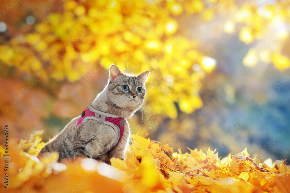 Tabby cat walking at the autumn forest