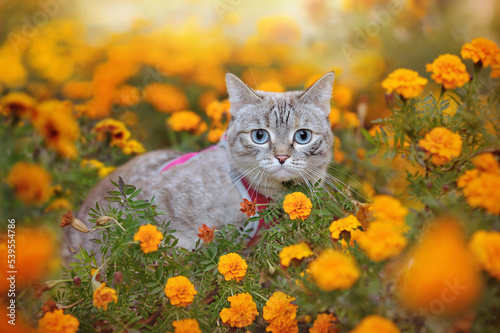 Tabby kitten at the flowerbed with autumn yellow flowers