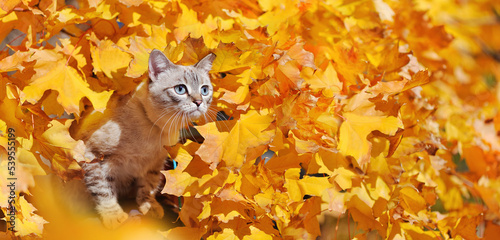 Wide picture of a tabby kitten in autumn foliage