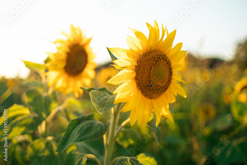 A field of sunflowers at dawn. Sunflower field at dawn. Sunrise over sunflower field. Sunflowers on sunflower field. 
