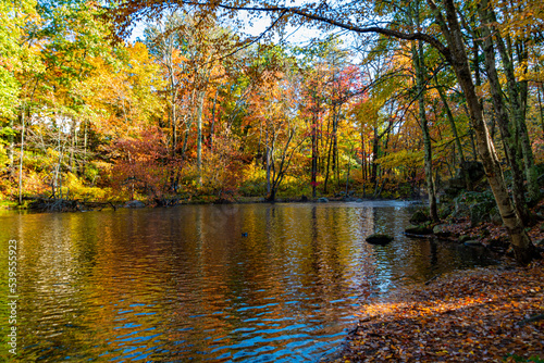 Fall colors near river in Palmer MA photo