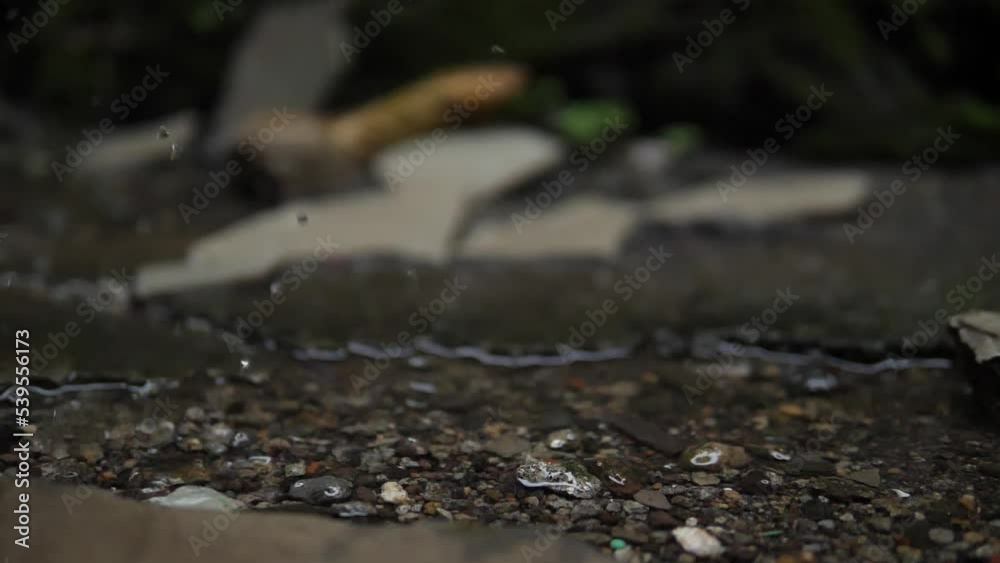 crab on the beach crab on the beach