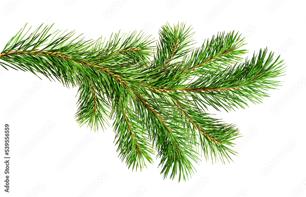 Green Christmas pine twig - obrazy, fototapety, plakaty 