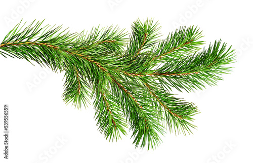 Obraz na plátně Green Christmas pine twig