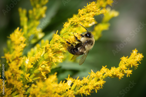Bumblebee in Goldenrod