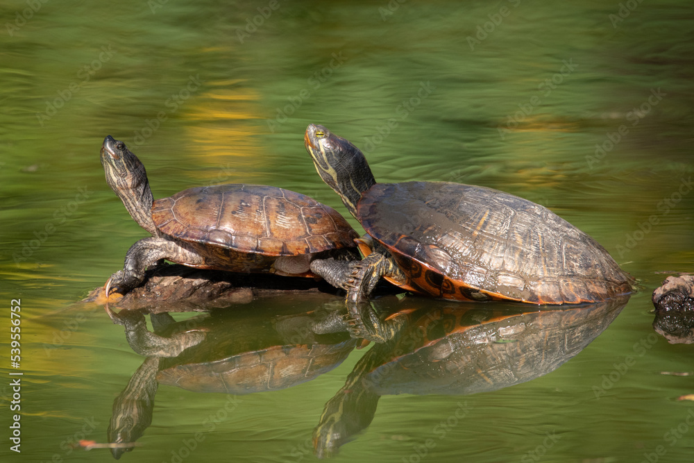 Obraz premium Turtle in pond at Bluebonnet Swamp Nature Center