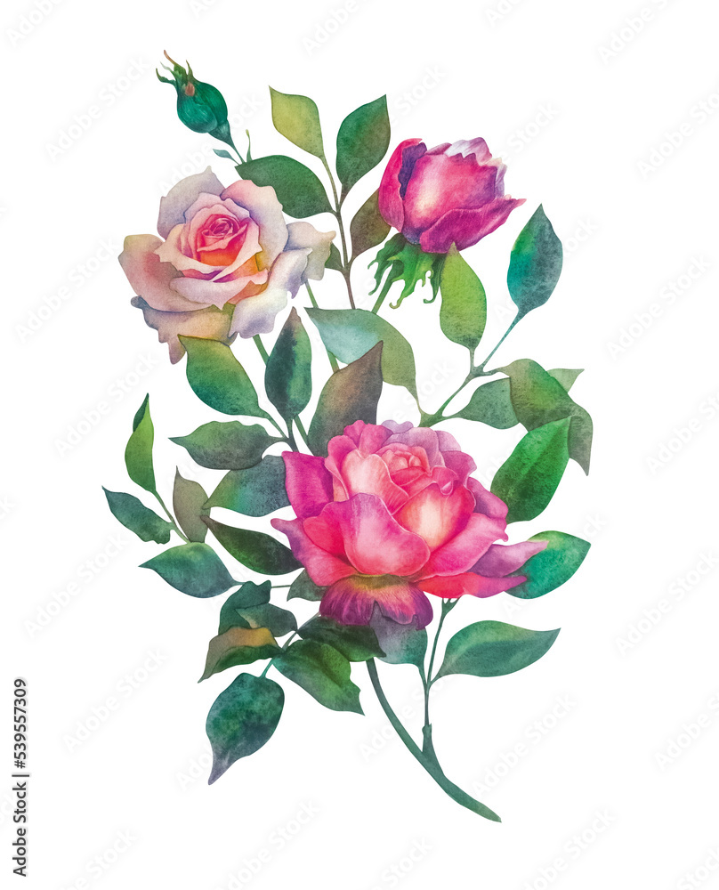 Roses. Botanical watercolor illustration. A hand-drawn composition of opened roses, buds and leaves. Roses isolated on a white background