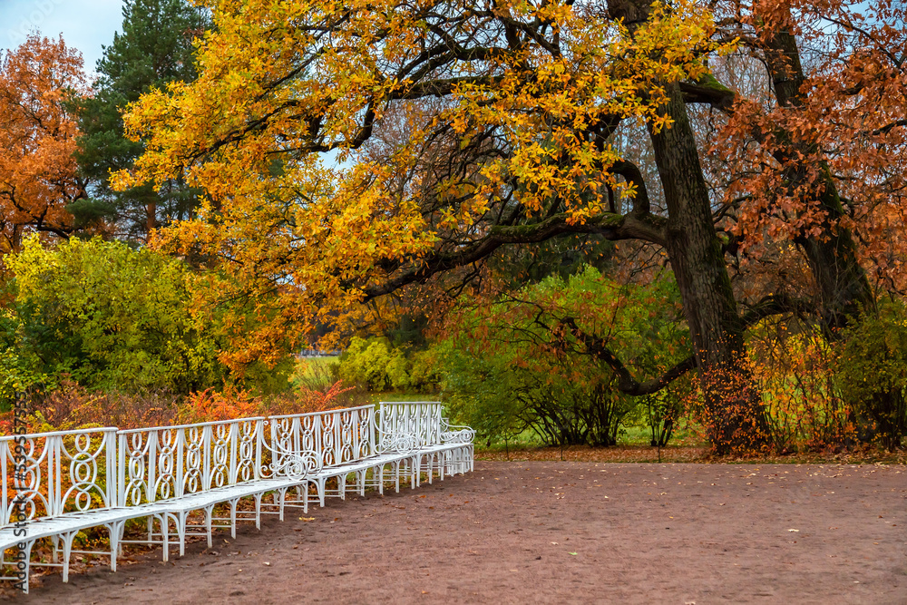 urban autumn park with white benches