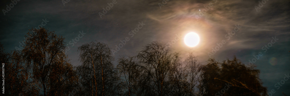 Wide panorama of shiny colorful full Moon on sky above birch forest on windy night