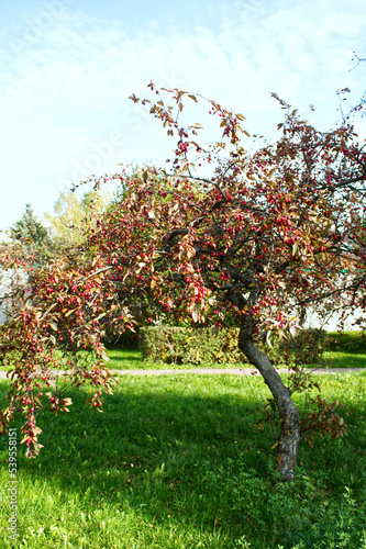 Decorative apple tree leaning towards the ground in the park