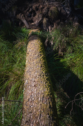 l'arbre déraciné par le vent