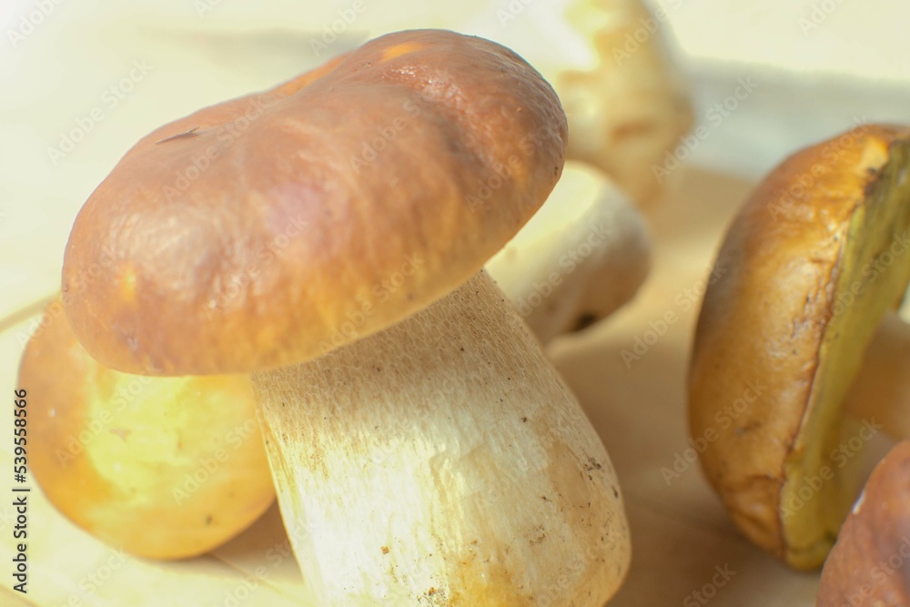 Close-up of white forest mushrooms. Selective focus, tinting.