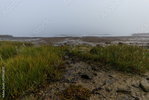 Wet swamp coastline with fog on a hazy mystic autumn morning with reed grass in Sillon de Talbert nature reserve area, Brittany, France