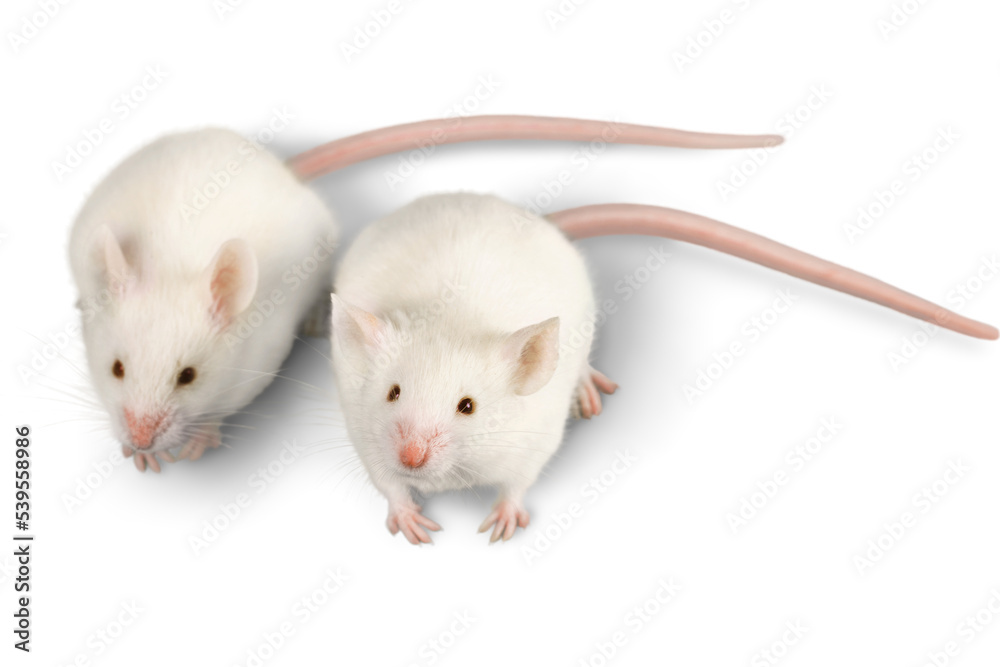 Mice Mice