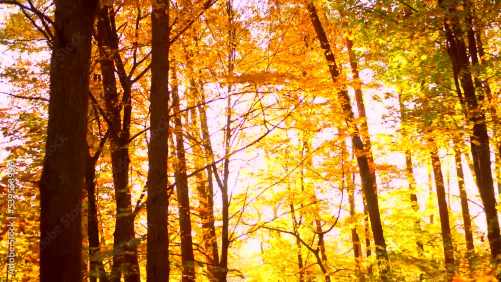 drive past the autumn forest. A road past sunlit trees in late afternoon. showing fall colours. Passenger POV view from the car window. sun shines through the tree. Orange yellow golden forest leaves