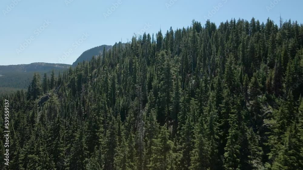 forest in the mountains forest in the mountains