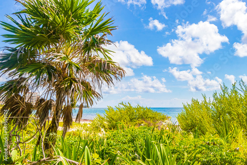 Fototapeta Naklejka Na Ścianę i Meble -  Tropical beach turquoise water palm trees Playa del Carmen Mexico.