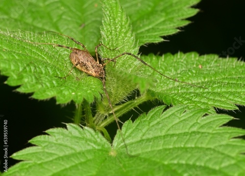 Closeup of a harvestman (Mitopus morio) on a green leaf photo