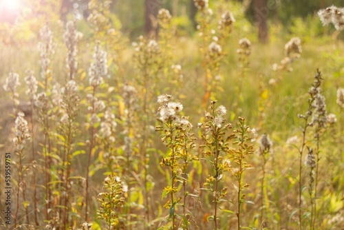 Autumn grass on a sunny day. Selective focus, blur. © Elena.K
