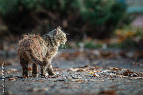 Homeless cat in fallen leaves on a city street.