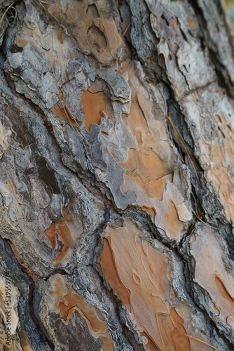 Pine tree bark cloeseup - shifted photo