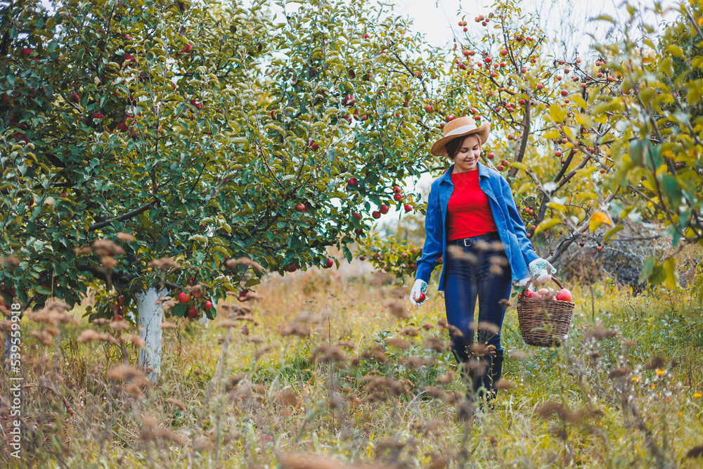 A young woman in a hat, a worker in the garden, she carries red ripe apples in a wicker basket. Harvesting apples in autumn.