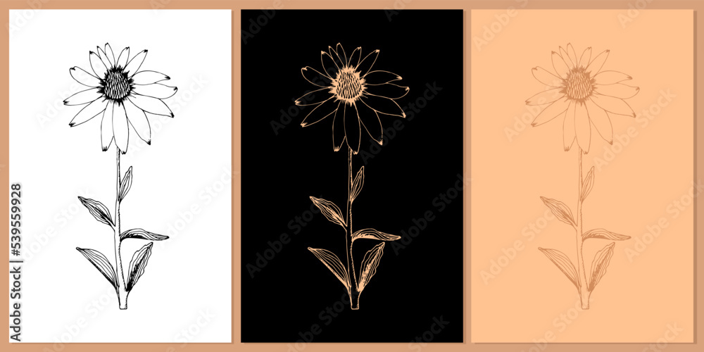 Echinacea Purpurea flower card set. Hand drawn plant vector illustration.